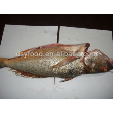 Frozen Mexico Yellow Croaker Fish